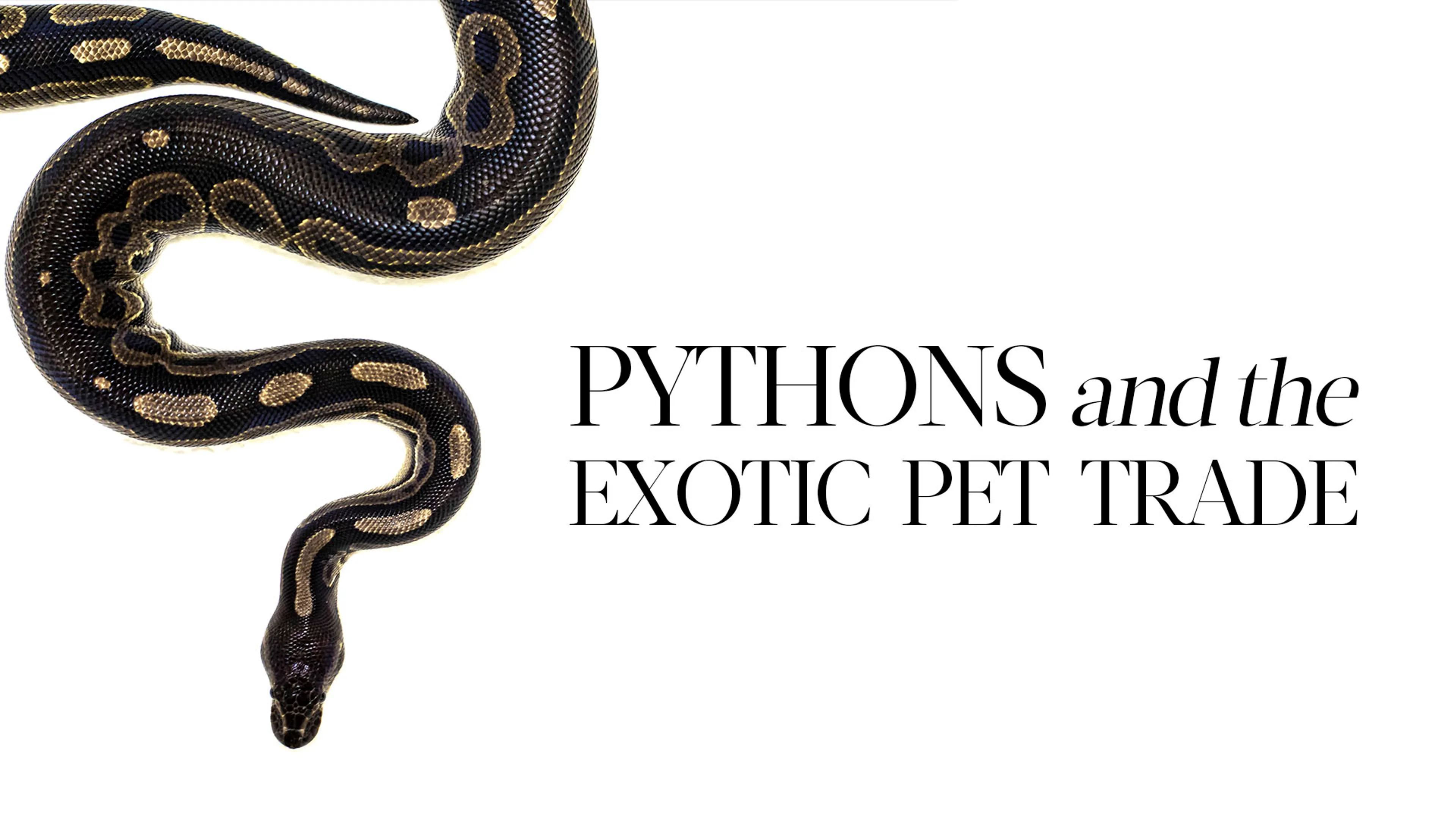 Pythons and The Exotic Pet Trade poster